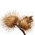 burdock-uses
