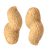 bush-peanut-uses