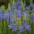 camas-benefits