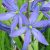 camas-flower