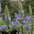 camas-uses