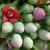 canella-flower