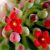 canella-various-uses