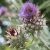 cardoon-uses