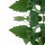 catnip-growth
