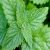 catnip-interesting-facts
