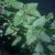 catnip-leaves