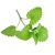 catnip-nutritional-value
