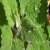 catnip-plant