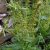chenopodium-bonus-henricus-leaves