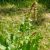 chenopodium-bonus-henricus-properties