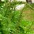 chenopodium-bonus-henricus-seeds