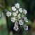 chervil-benefits