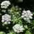 chervil-flowers