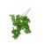 chervil-growth