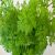 chervil-plant