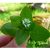 chickweed-consumption
