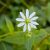 chickweed-properties