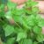 chickweed-uses