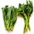 chinese-broccoli-vegetable