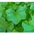 chinese-mallow-growth