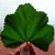 chinese-mallow-properties