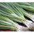 chives-nutritional-facts