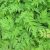 cicely-medicinal-uses