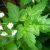 cicely-nutritional-value
