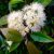 cinnamon-myrtle-benefits