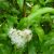 cinnamon-myrtle-medicinal-value