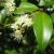 cinnamon-myrtle-uses