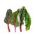 colored-swiss-chard