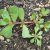 common-purslane-plant