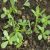 common-purslane-properties