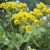 costmary-history