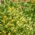 costmary-interesting-facts