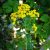 costmary-uses
