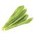 culantro-leaves