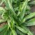 culantro-nutritional-value