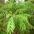 curry-leaf-nutritional-value