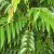 curry-leaf-seed
