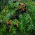 curry-leaf-tree