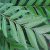 curry-leaf-tree-origin