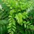 curry-leaf-tree-uses
