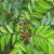 curry-leaf-uses