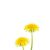 dandelion-consumption