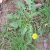dandelion-health-benefits