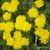 dandelion-uses