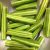 drumstick-medicinal-uses